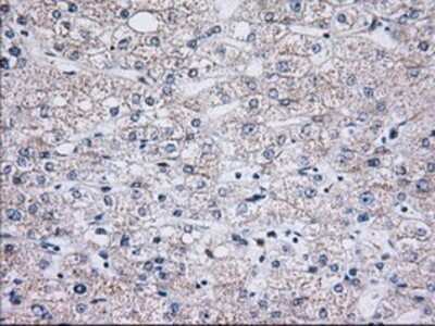 Immunohistochemistry: C15orf40 Antibody (OTI2B7) - Azide and BSA Free [NBP2-72375]