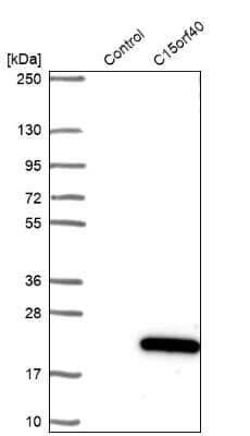 Western Blot: C15orf40 Antibody [NBP1-91716]