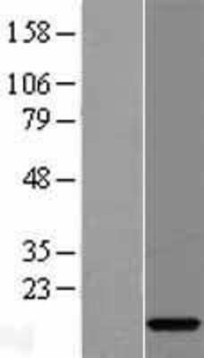 Western Blot: C15orf40 Overexpression Lysate [NBL1-08204]