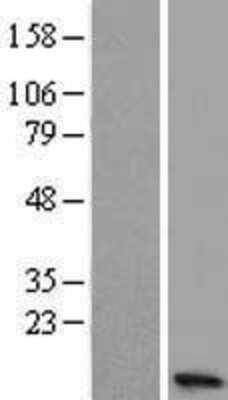 Western Blot: NMES1 Overexpression Lysate [NBL1-08207]