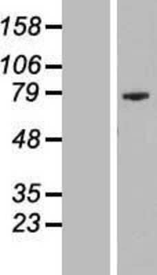 Western Blot: Proline Rich 35 Overexpression Lysate [NBL1-12577]