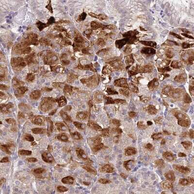 Immunohistochemistry-Paraffin: METTL26 Antibody [NBP2-48804]