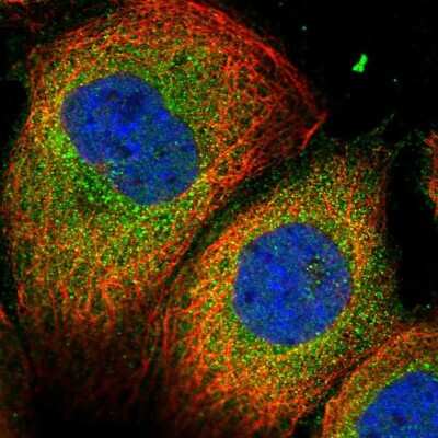 Immunocytochemistry/ Immunofluorescence: BMERB1 Antibody [NBP1-81996]