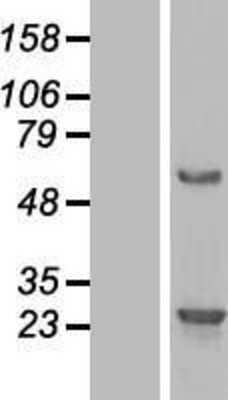 Western Blot: BMERB1 Overexpression Lysate [NBL1-08213]