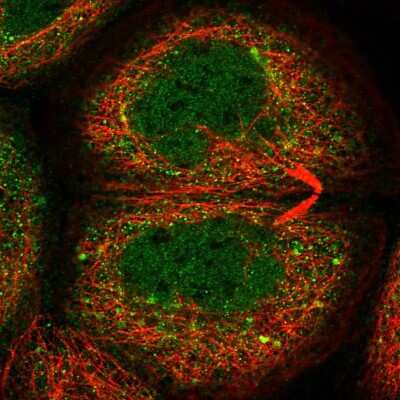 Immunocytochemistry/ Immunofluorescence: C16orf46 Antibody [NBP1-83526]