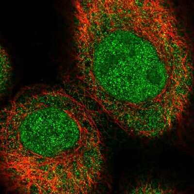 Immunocytochemistry/ Immunofluorescence: C16orf46 Antibody [NBP1-83527]