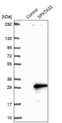 Western Blot: SPATA33 Antibody [NBP2-14382]