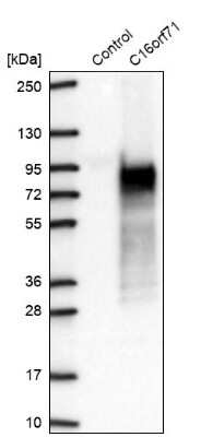 Western Blot: C16orf71 Antibody [NBP2-48935]