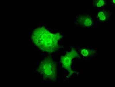 Immunocytochemistry/ Immunofluorescence: C16orf72 Antibody (OTI2D1) - Azide and BSA Free [NBP2-71842]