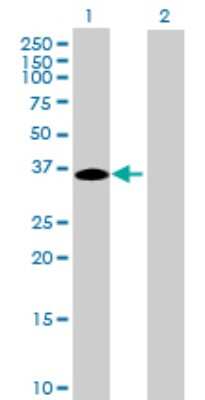 Western Blot: C16orf78 Antibody [H00123970-B01P]