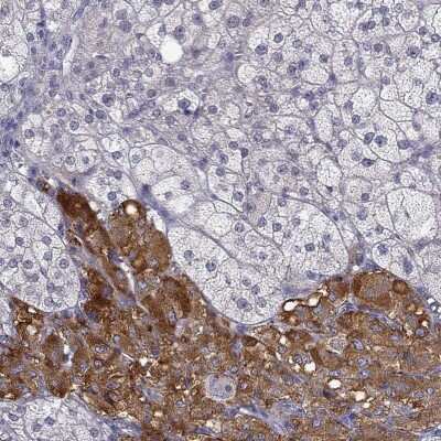 Immunohistochemistry: C16orf89 Antibody [NBP2-68592]