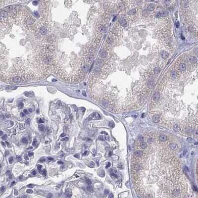 Immunohistochemistry-Paraffin: C16orf89 Antibody [NBP2-68592]