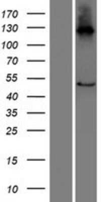 Western Blot: C16orf89 Overexpression Lysate [NBP2-05360]