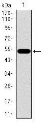 Western Blot: HROB Antibody (3E10H2)BSA Free [NBP2-37405]
