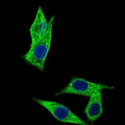 Immunocytochemistry/ Immunofluorescence: HROB Antibody (7A3A9) - BSA Free [NBP2-37407]