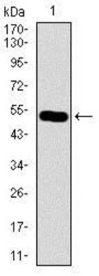 Western Blot: HROB Antibody (7A3A9)BSA Free [NBP2-37407]