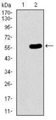 Western Blot: HROB Antibody (7A3A9)BSA Free [NBP2-37407]