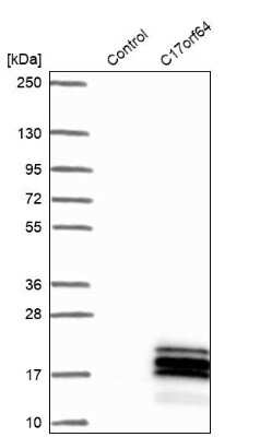 Western Blot: C17orf64 Antibody [NBP1-86197]