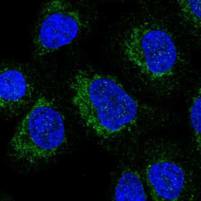 Immunocytochemistry/ Immunofluorescence: NDUFAF8 Antibody [NBP2-30582]