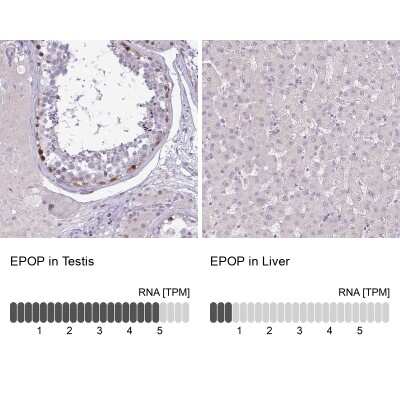 Immunohistochemistry-Paraffin: EPOP Antibody [NBP2-47535]