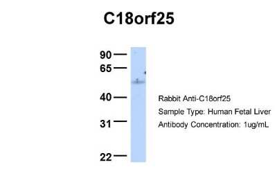 Western Blot: C18orf25 Antibody [NBP1-57595]