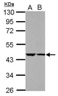 Western Blot: C18orf25 Antibody [NBP2-15636]