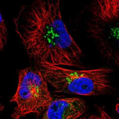 Immunocytochemistry/ Immunofluorescence: SMIM7 Antibody [NBP1-93497]