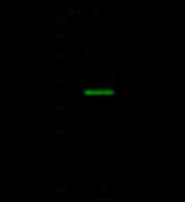 Western Blot: C19orf47 Antibody [NBP2-99262]