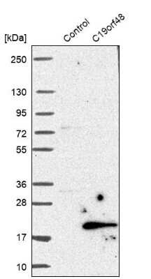 Western Blot: C19orf48 Antibody [NBP1-81210]