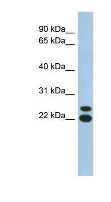 Western Blot: C19orf54 Antibody [NBP1-91469]