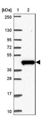 Western Blot: C19orf54 Antibody [NBP2-32418]