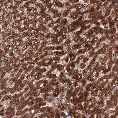Immunohistochemistry-Paraffin: RyDEN Antibody [NBP1-90417]