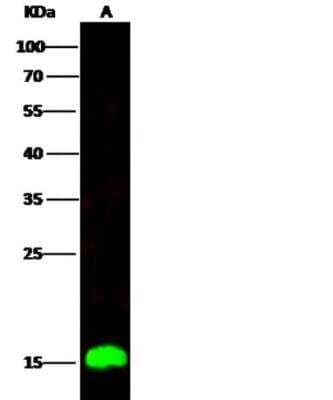 Western Blot: C1D Antibody (004) [NBP2-90103]