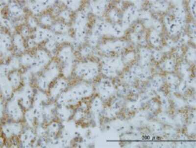 Immunohistochemistry-Paraffin: C1GALT1 Antibody (1F1) [H00056913-M01]