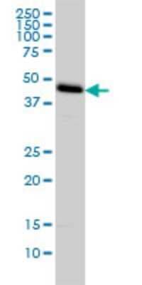 Western Blot: C1GALT1 Antibody (1F1) [H00056913-M01]