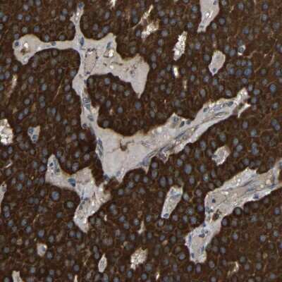 Immunohistochemistry-Paraffin: C1GALT1 Antibody [NBP1-88476]