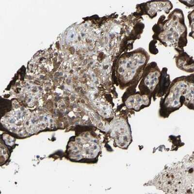 Immunohistochemistry-Paraffin: C1GALT1 Antibody [NBP1-88477]