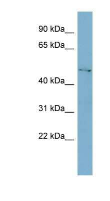 Western Blot: C1GALT1 Antibody [NBP1-62596]