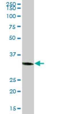 Western Blot: C1GALT1C1 Antibody [H00029071-B01P]
