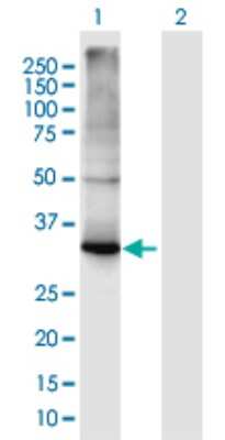 Western Blot: C1GALT1C1 Antibody [H00029071-B01P]