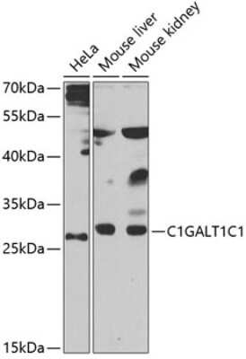 Western Blot: C1GALT1C1 AntibodyBSA Free [NBP2-92812]