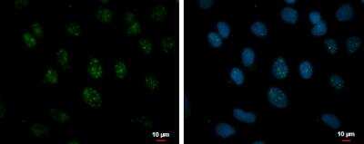 Immunocytochemistry/ Immunofluorescence: RSRP1 Antibody [NBP2-15641]