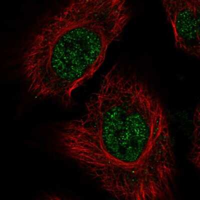 Immunocytochemistry/ Immunofluorescence: RSRP1 Antibody [NBP2-55902]