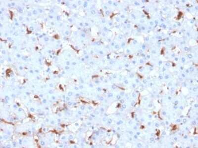 Immunohistochemistry-Paraffin: C1QB Antibody (C1QB/2961) [NBP2-79786]