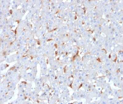 Immunohistochemistry-Paraffin: C1QB Antibody (C1QB/2962) [NBP3-13792]