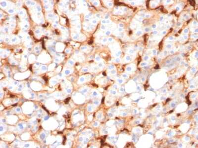Immunohistochemistry-Paraffin: C1QB Antibody (C1QB/2966) [NBP2-79788]