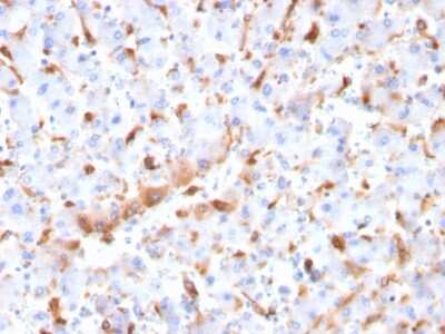 Immunohistochemistry-Paraffin: C1QB Antibody (C1QB/2966) [NBP2-79788]