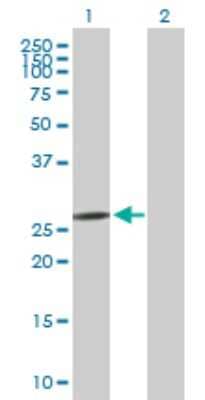 Western Blot: C1QL1 Antibody [H00010882-B01P]