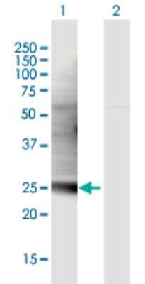 Western Blot: C1QL3 Antibody [H00389941-B01P-50ug]