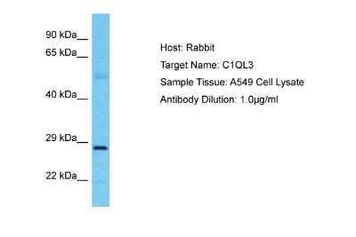 Western Blot: C1QL3 Antibody [NBP2-83957]